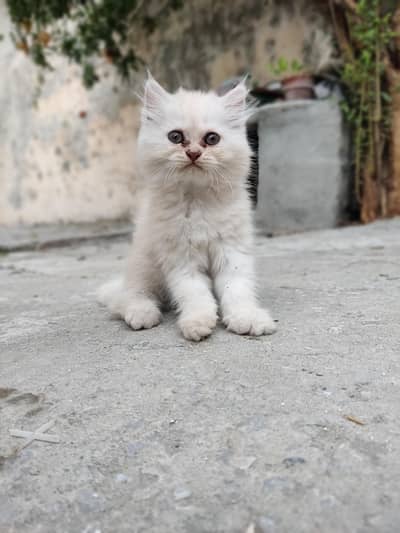 Persian Cat