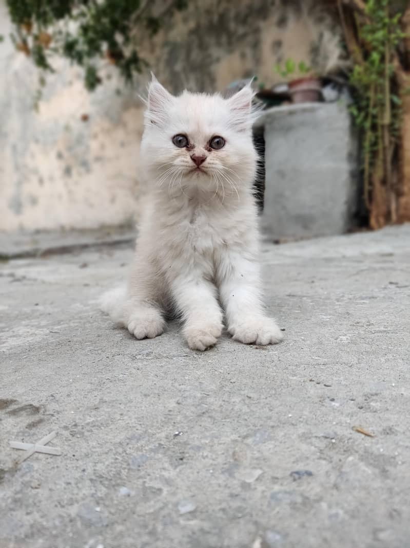 Persian Cat 0