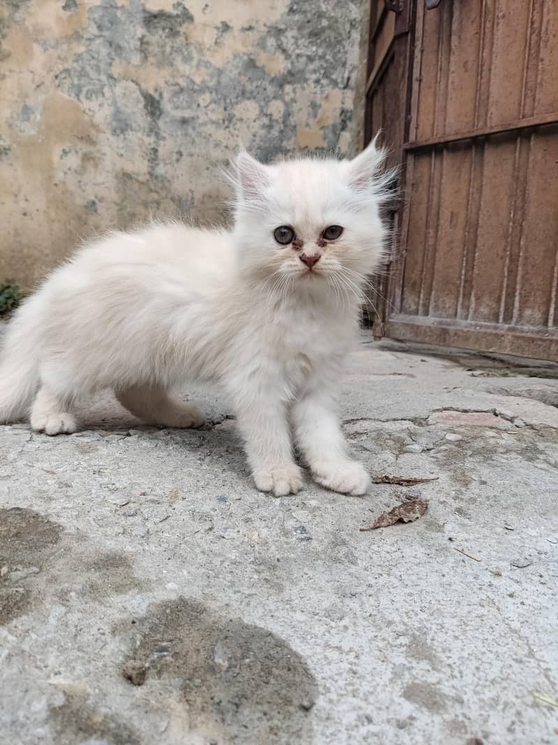 Persian Cat 1