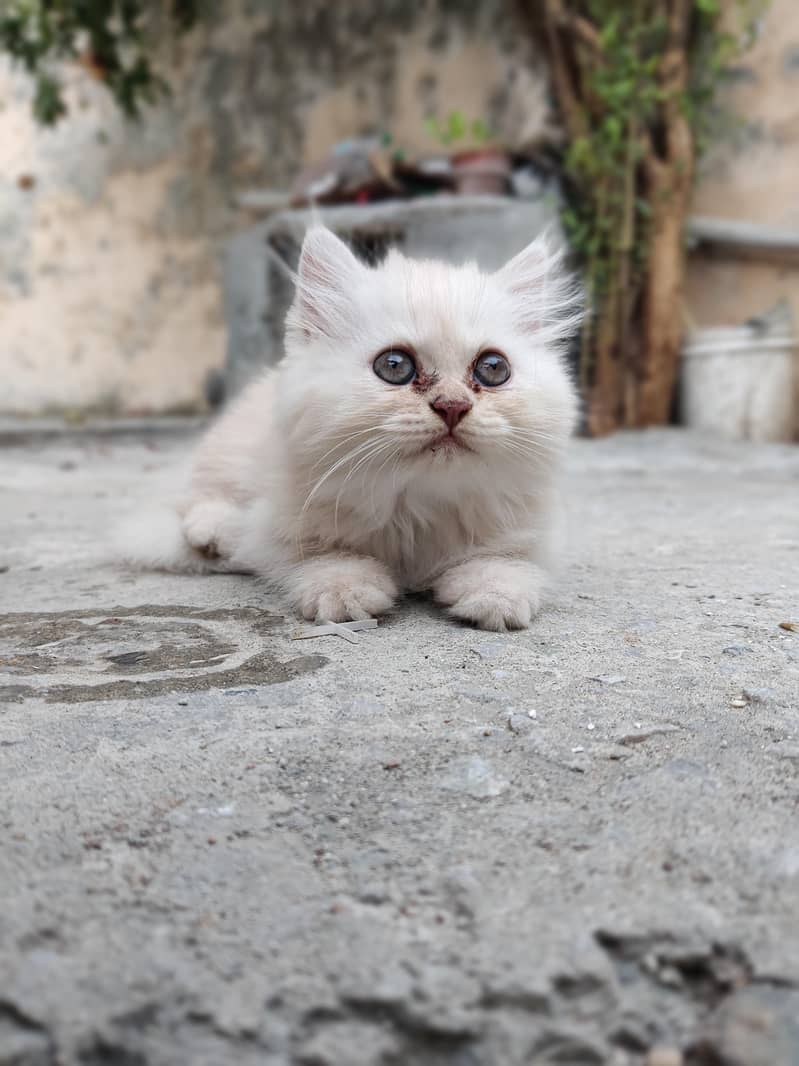Persian Cat 2