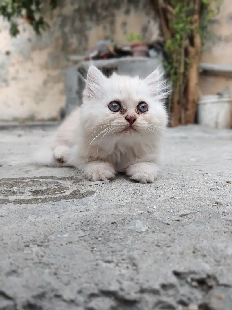 Persian Cat — photo 3