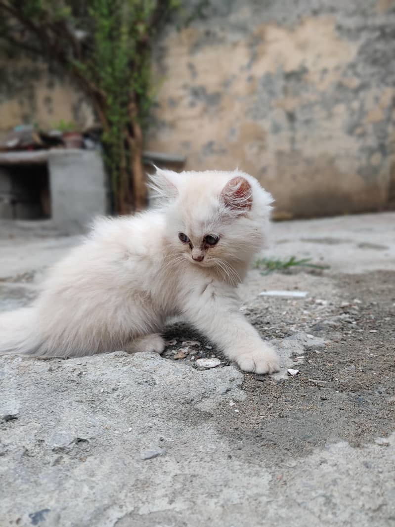 Persian Cat 3