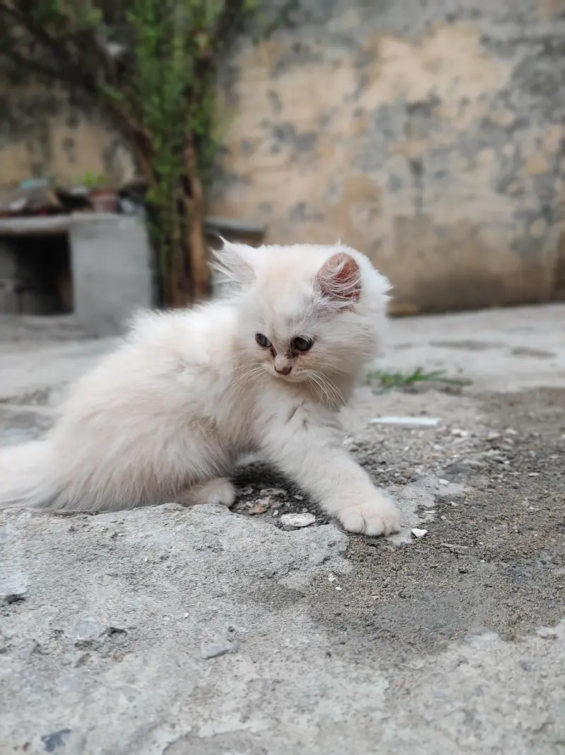 Persian Cat — photo 4