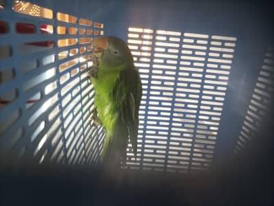 Alexandrine parrot baby