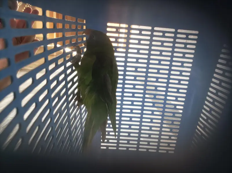 Alexandrine parrot baby — photo 2