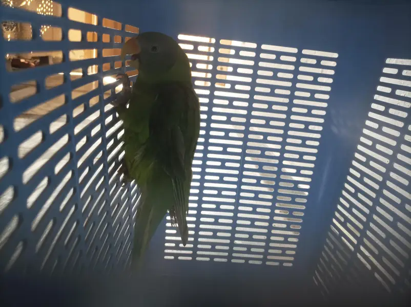 Alexandrine parrot baby — photo 3