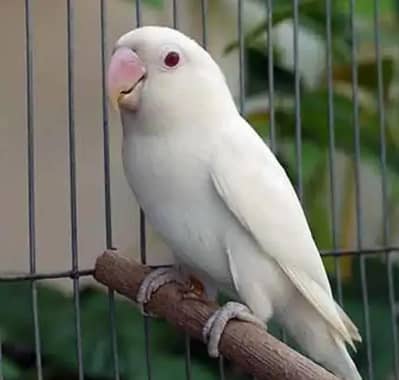 albino red eyes