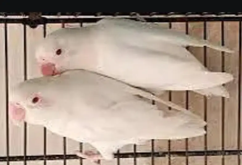 albino red eyes — photo 2