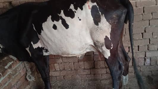 crass cow