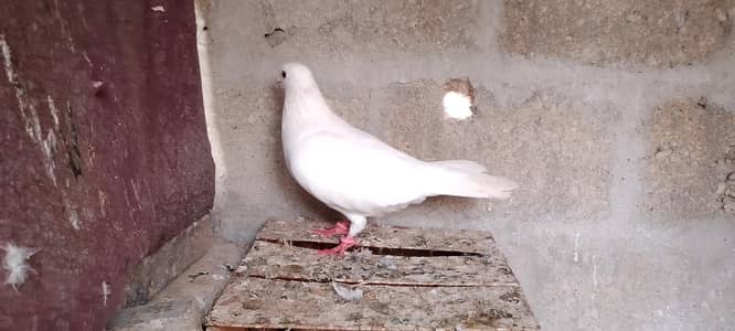 german beautiful qasid male for sale 03123119357