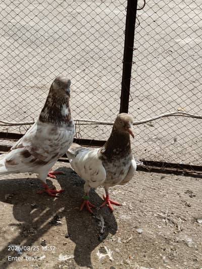 nice pair