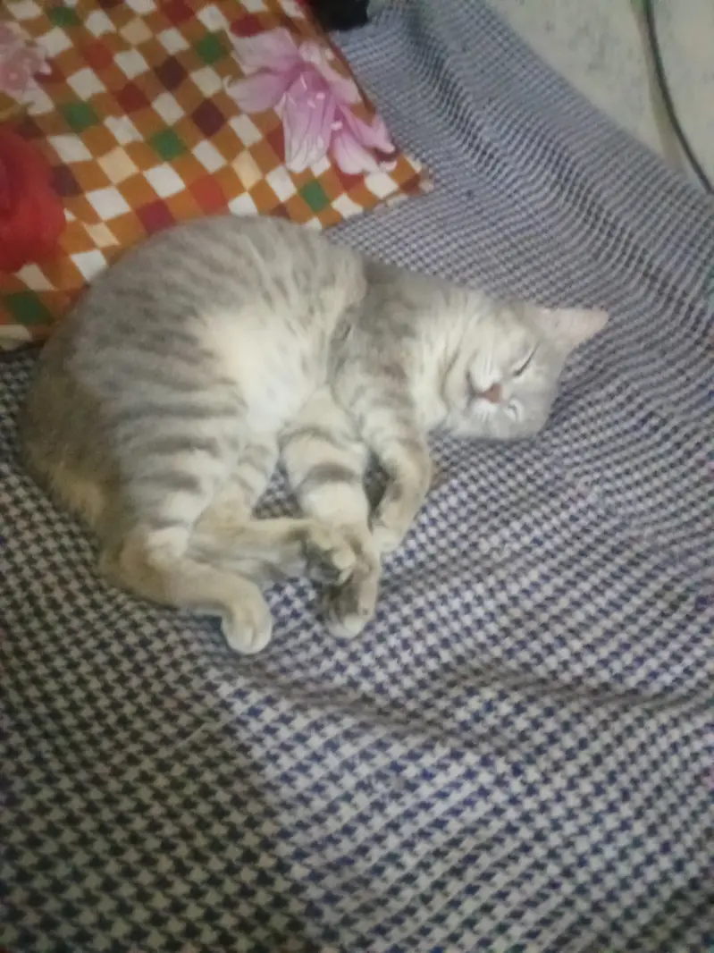 i sell i my cute cats — photo 2