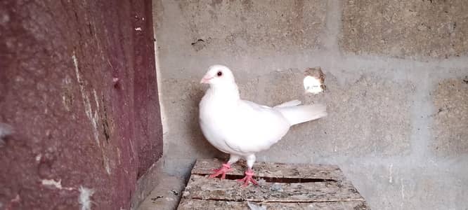 lal ban khera gandedargerman beautiful qasid male for sale 03123119357