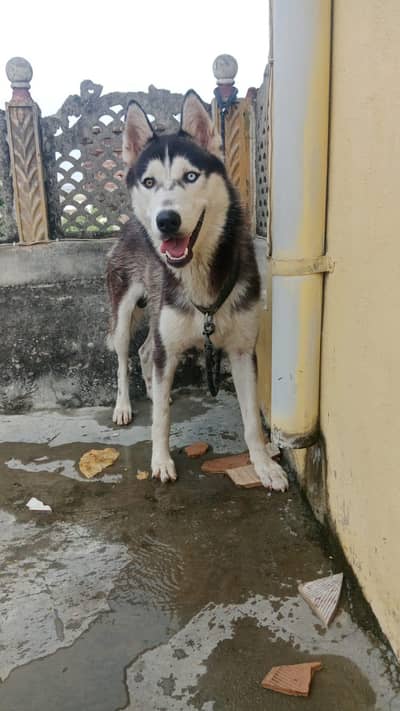 Siberian husky dog two colors  eyes