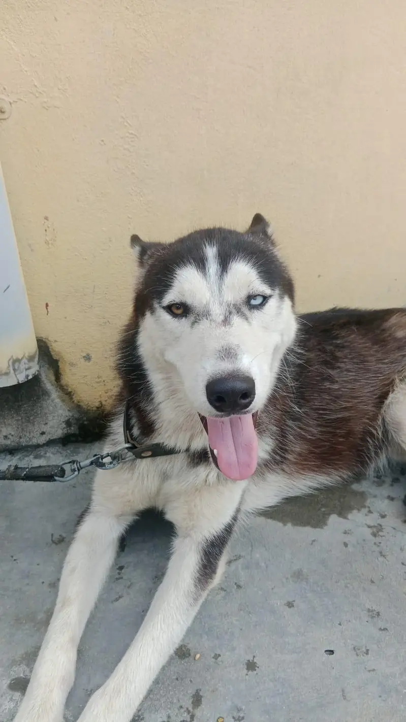 Siberian husky dog two colors  eyes — photo 2