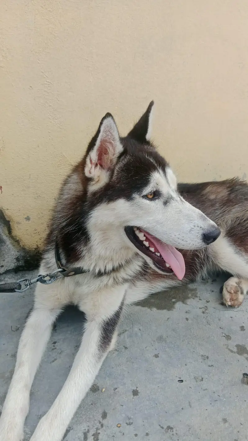 Siberian husky dog two colors  eyes — photo 3
