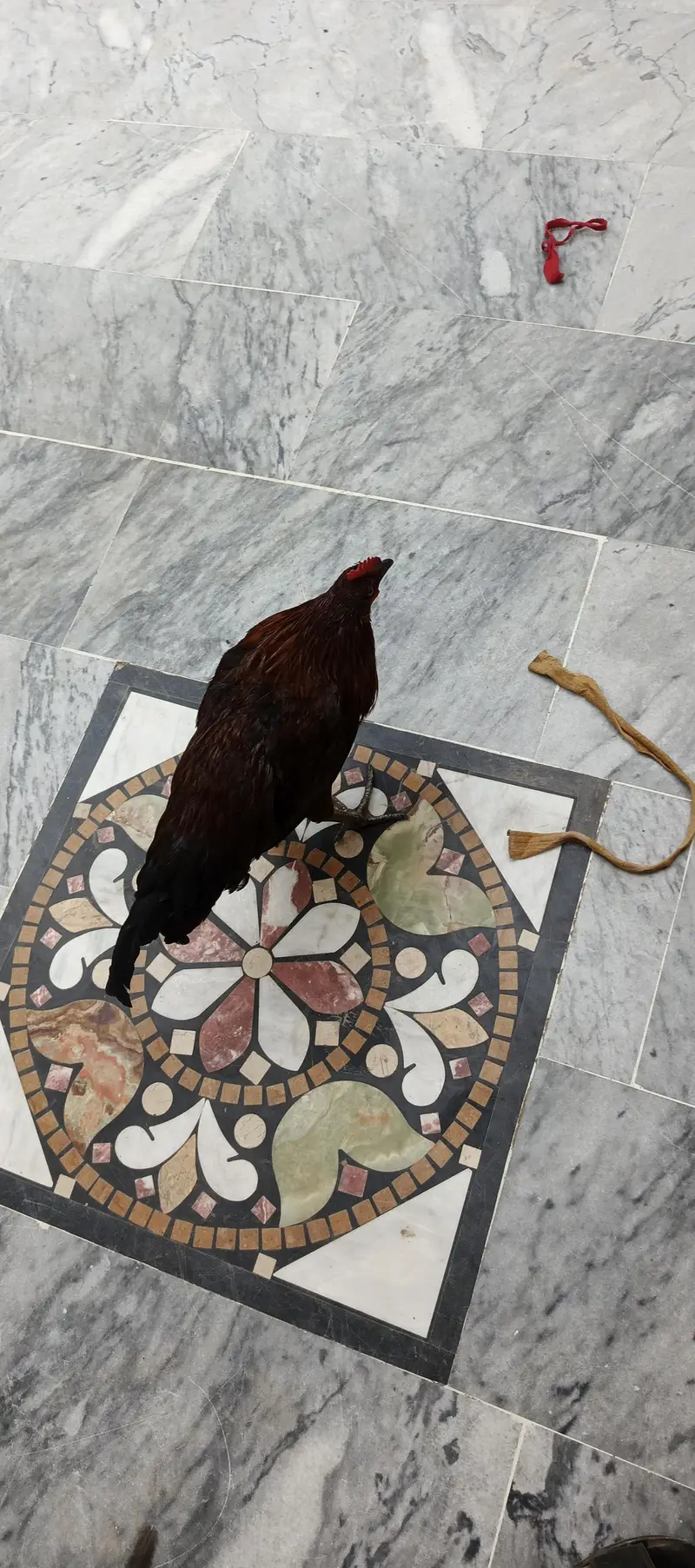 full healthy roster murgha — photo 2