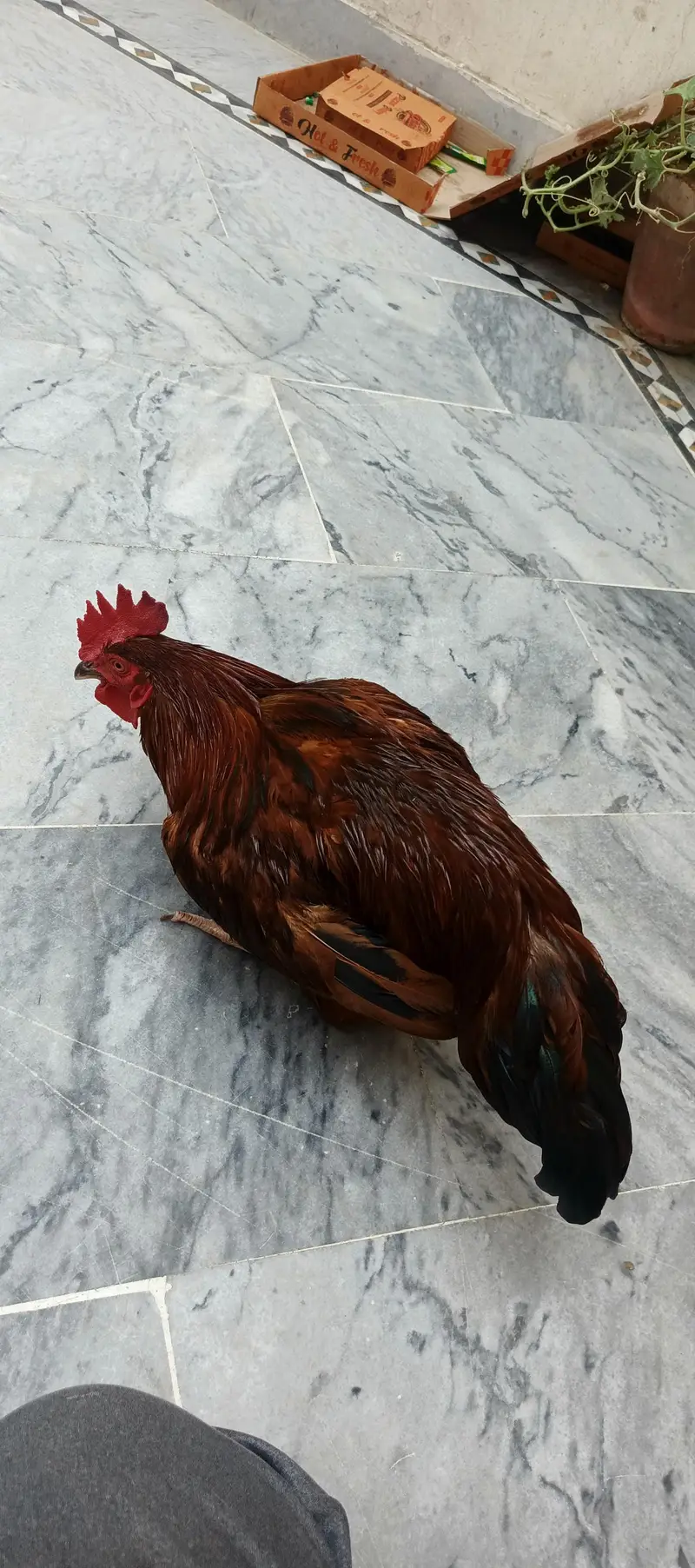 full healthy roster murgha — photo 5