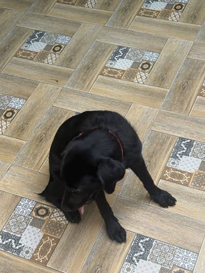 Labrador female puppy for sale