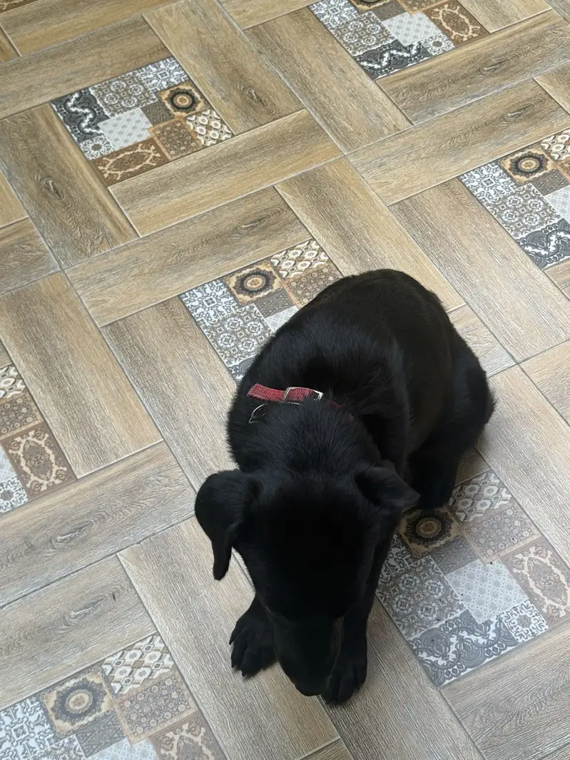 Labrador female puppy for sale — photo 2