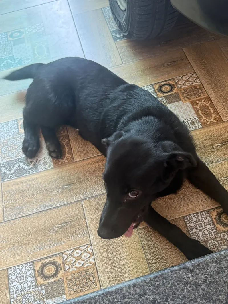 Labrador female puppy for sale — photo 3