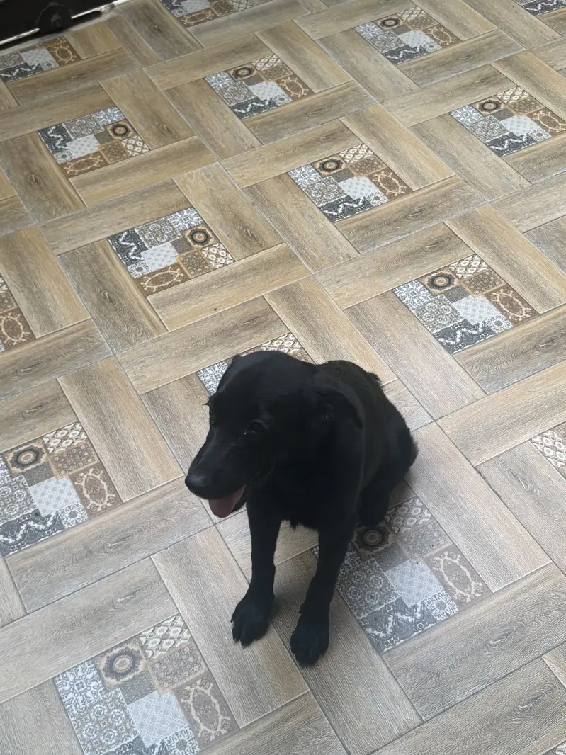 Labrador female puppy for sale — photo 4