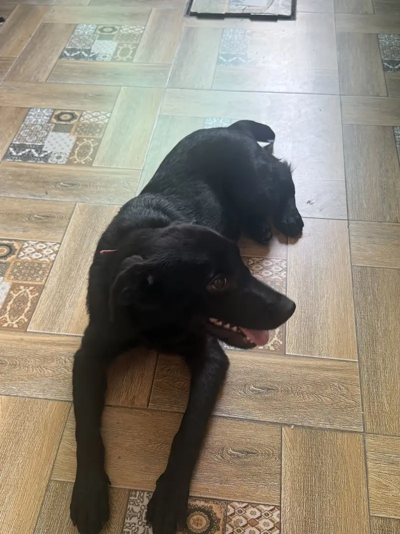Labrador female puppy for sale — photo 5