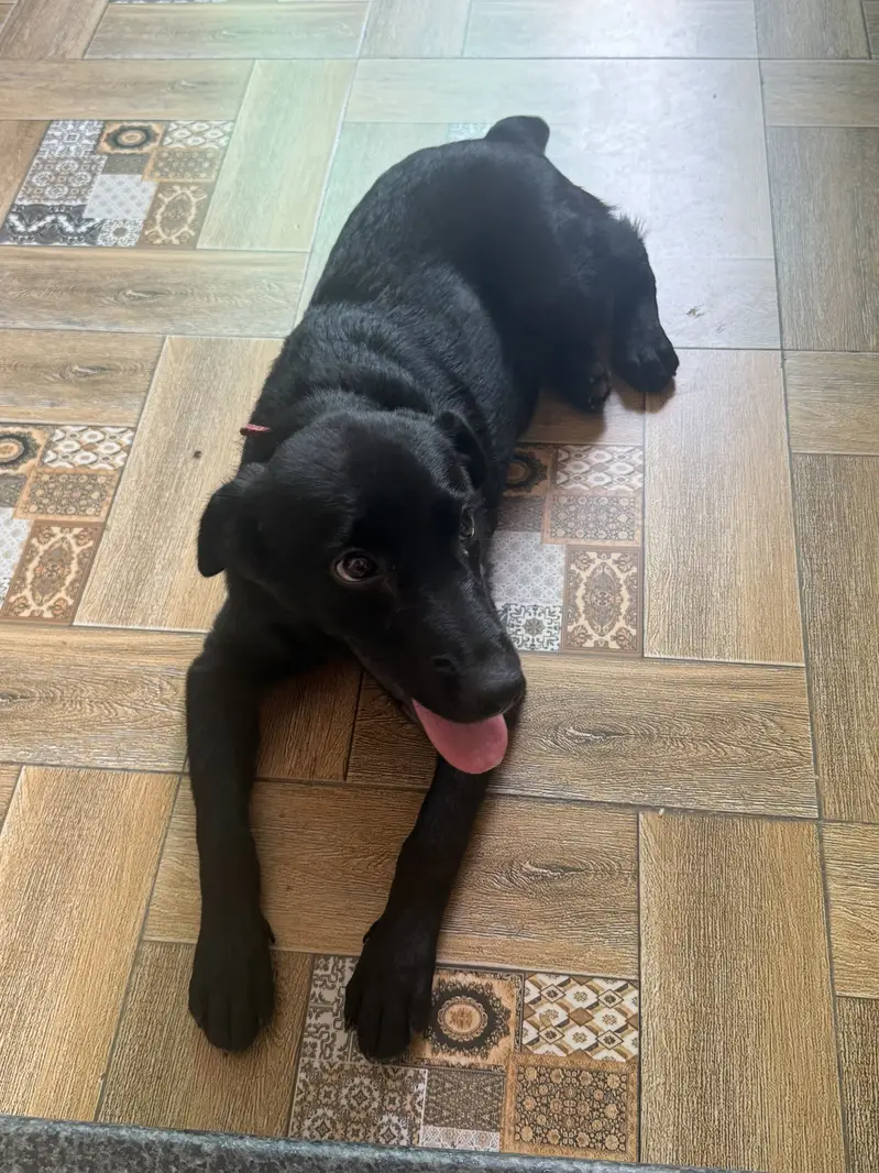 Labrador female puppy for sale — photo 6