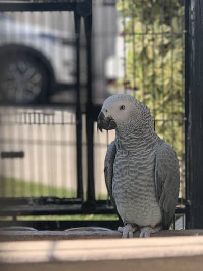 African grey