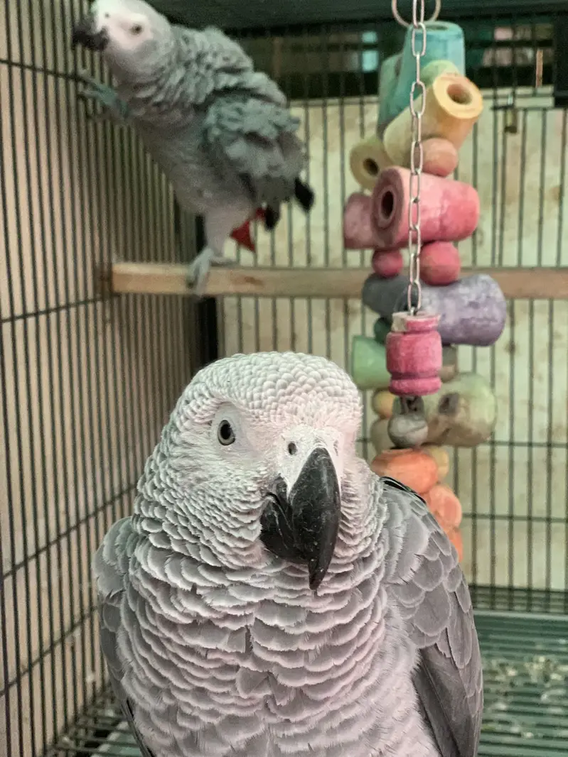African grey — photo 2