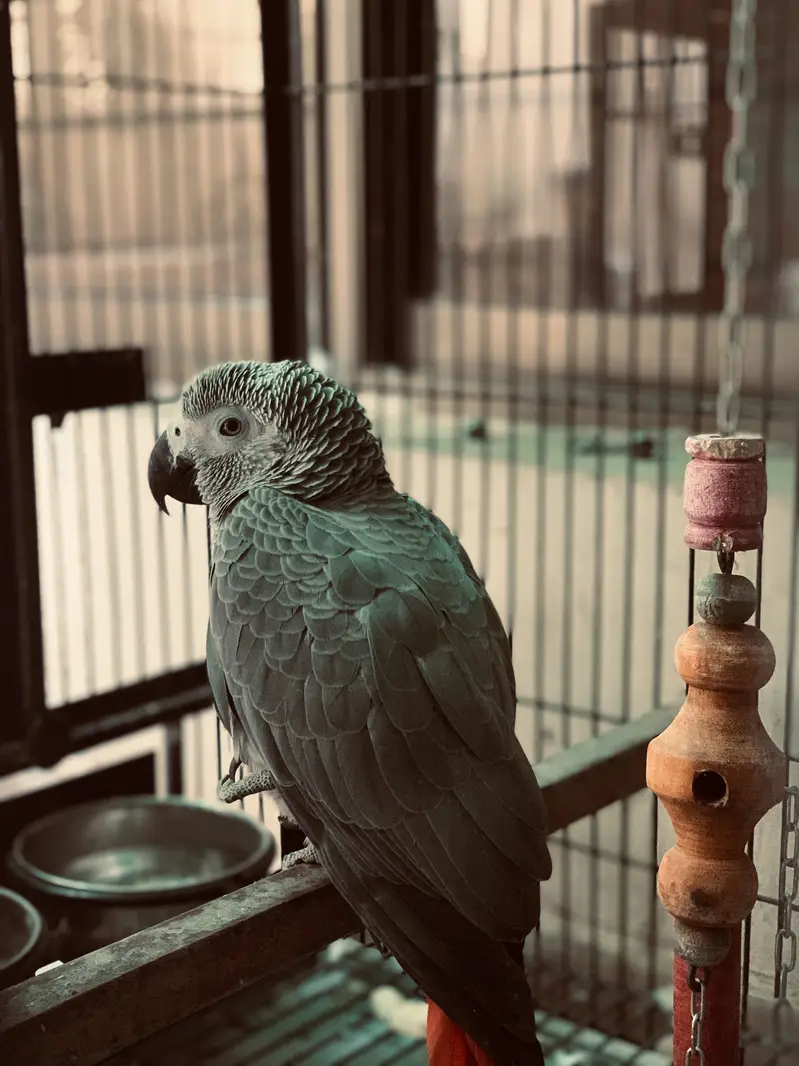 African grey — photo 3