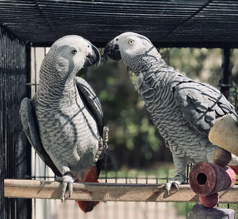African grey — photo 4