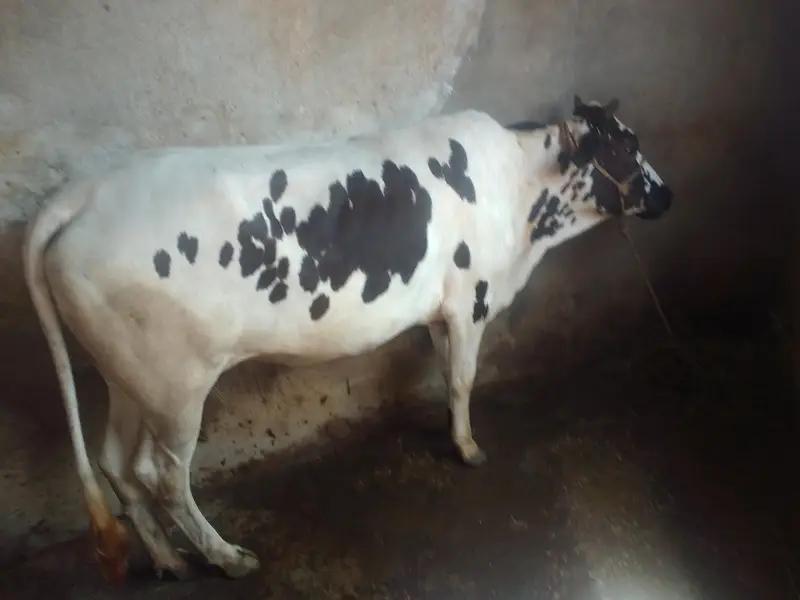 wliate waire 3manth pragnit — photo 2