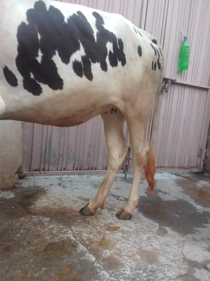 wliate waire 3manth pragnit — photo 5