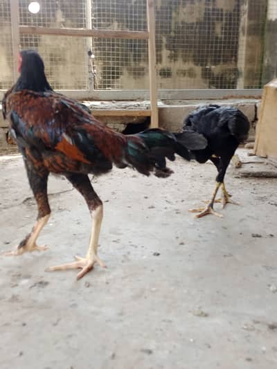 Aseel patha pair
