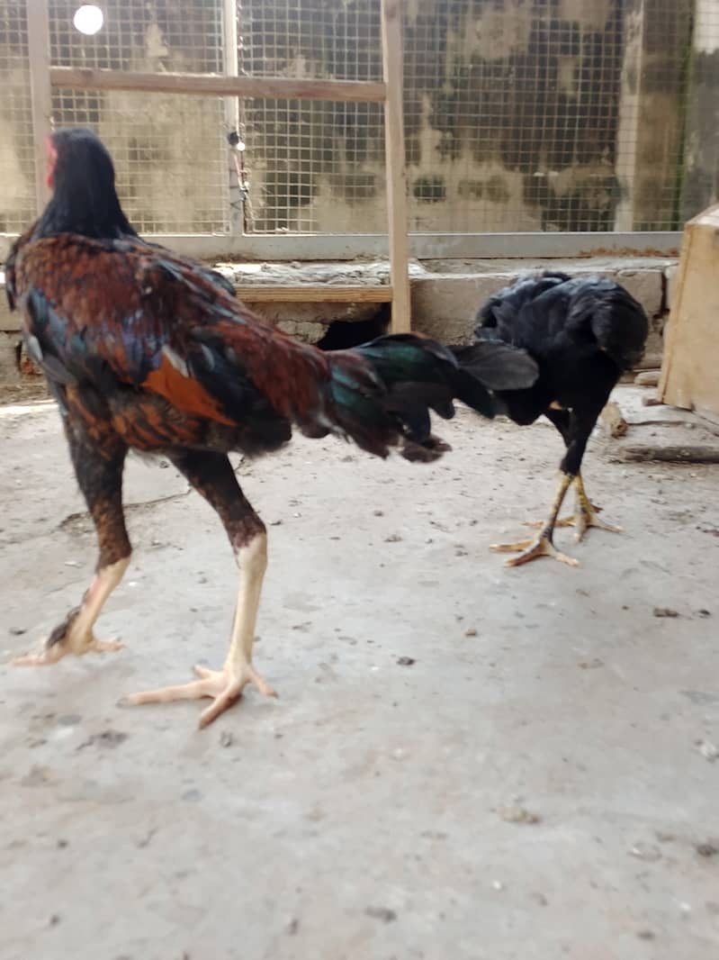 Aseel patha pair 0