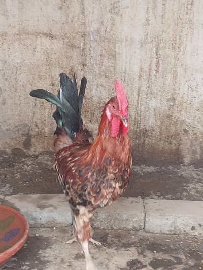 exchange for assel chicks