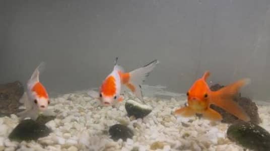 3FT aquarium with 4 gold fishes. And accesories