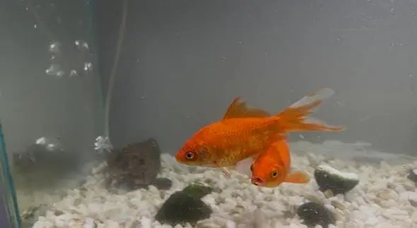 3FT aquarium with 4 gold fishes. And accesories — photo 3