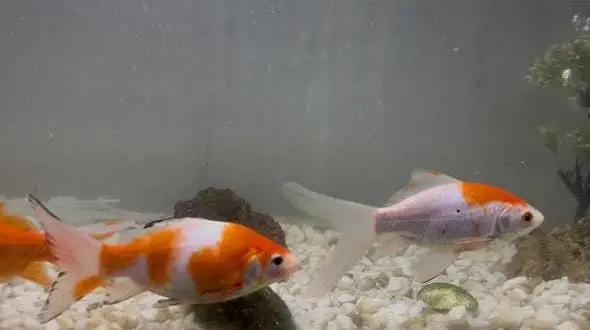 3FT aquarium with 4 gold fishes. And accesories — photo 4
