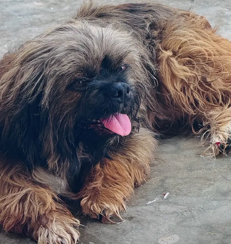 Male Tibetan Mastiff Dog for Sale — photo 3