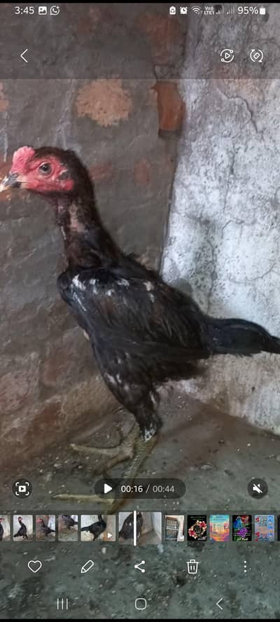 pakoye, pair 03454196103