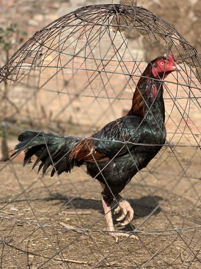 Aseel murgha for sale aseel hens for sale