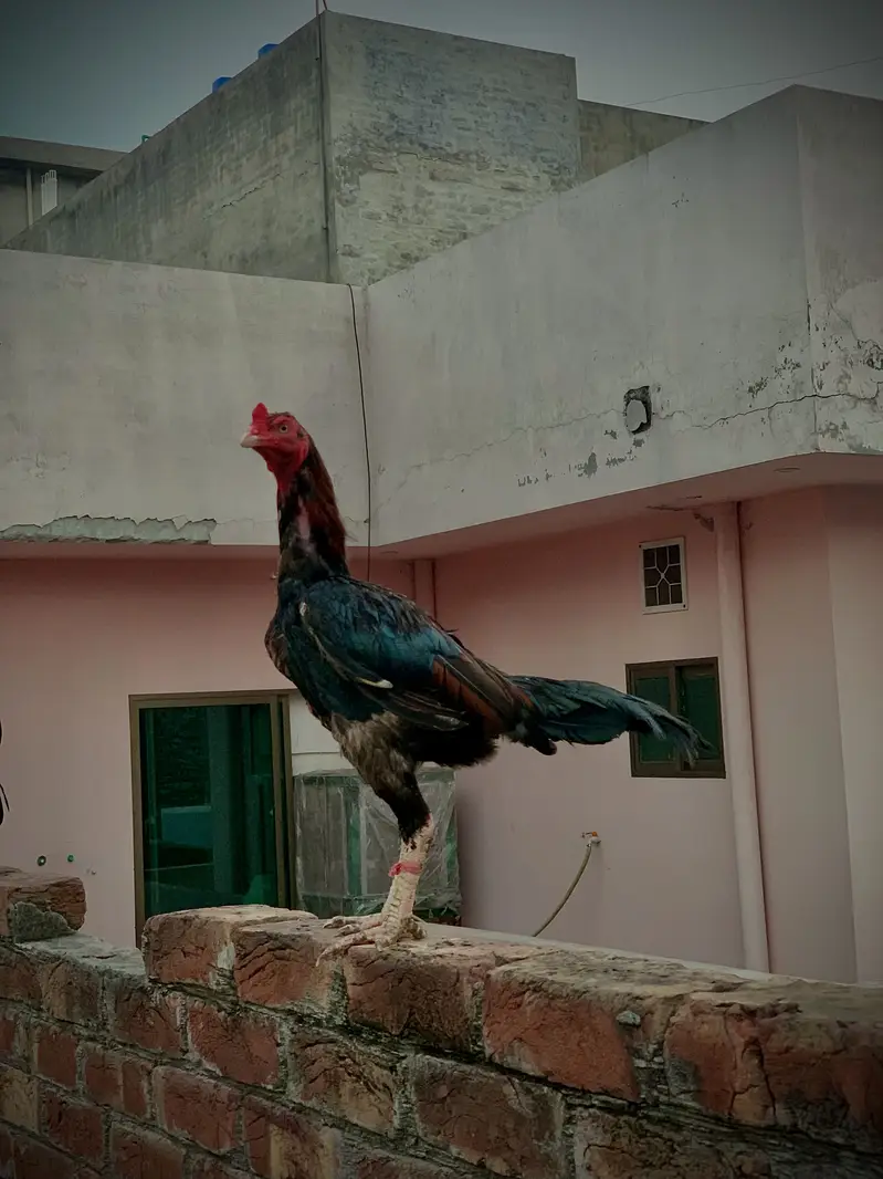 Aseel murgha for sale aseel hens for sale — photo 2