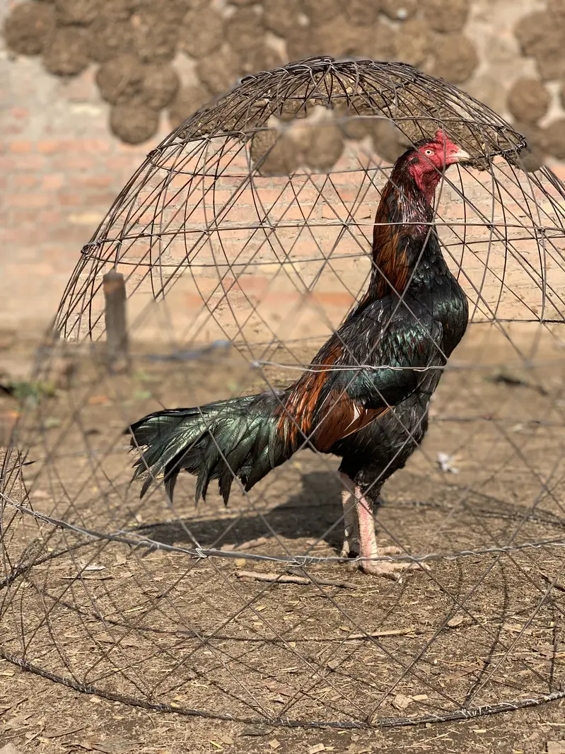 Aseel murgha for sale aseel hens for sale — photo 3