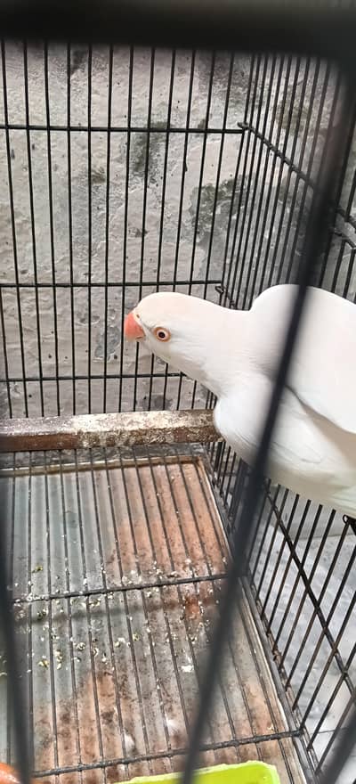 Parrot