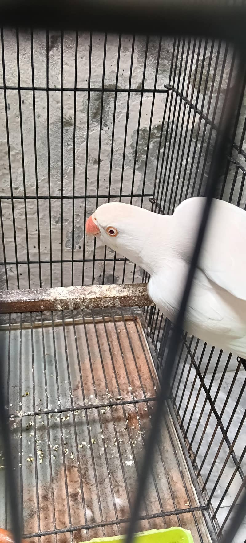 Parrot 0