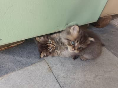 percian triple coat pair