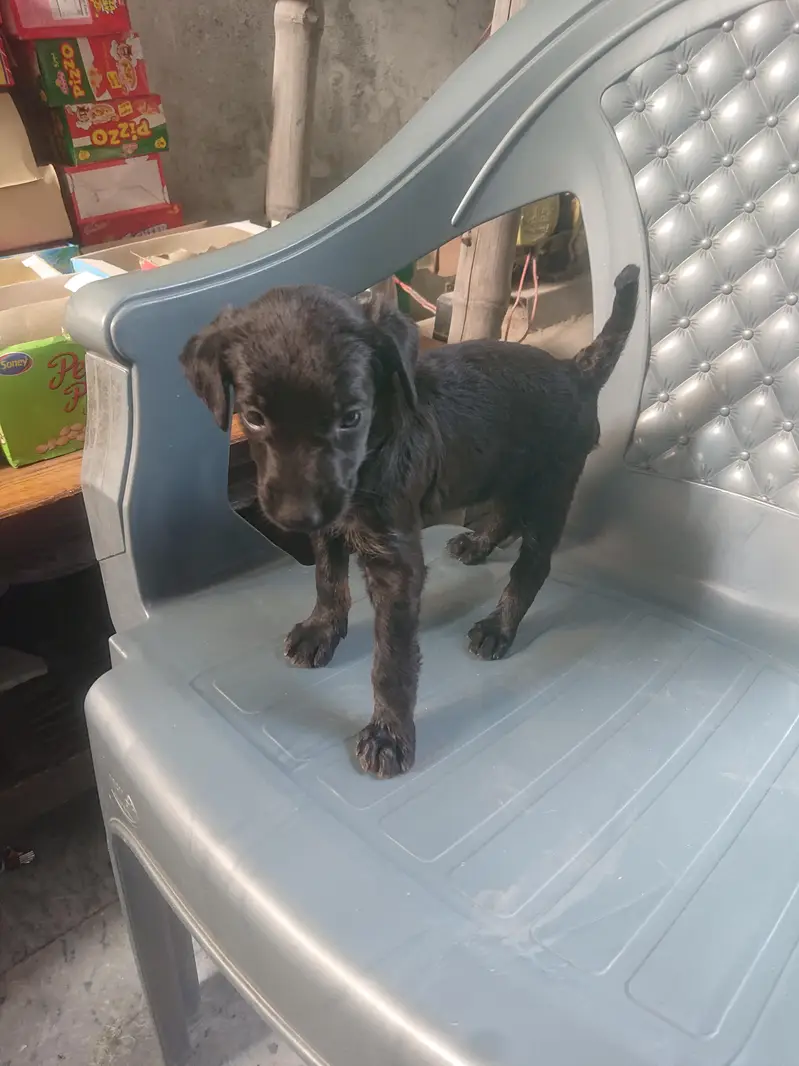 labradoodle puppy — photo 2