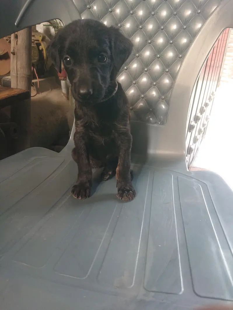 labradoodle puppy — photo 3